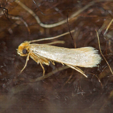 Photo of pale brown clothes moth close-up
