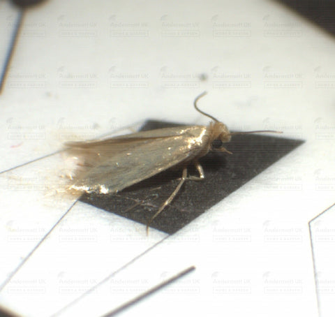 Photo of dead clothes moth on pheromone trap