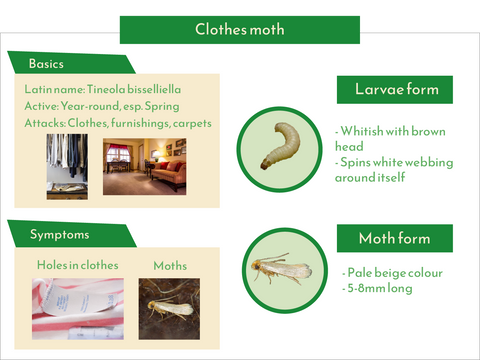 Clothes moth quick facts diagram