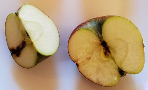 Maggot damage in apple in form of brown tunnels