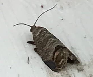 Close-up of brown codling moth resting