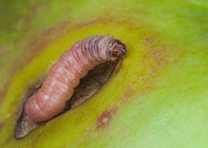 Close-up of pink codling moth larvae maggot on apple