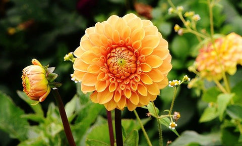 Orange dahlias