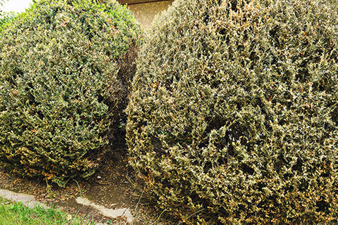Photo of a buxus hedge with damaged faded, brown leaves due to box tree caterpillar damage
