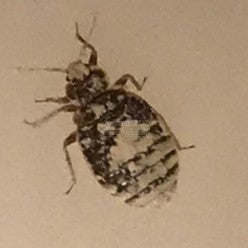 Bed bug with Insectosec powder on it