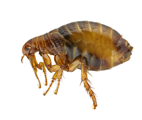 Close-up photo of a flea side-on