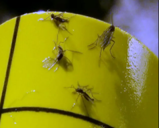 Close-up of fungus gnats caught on sticky trap