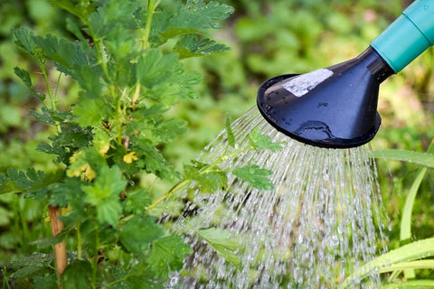 Watering can watering flowers