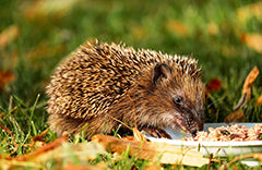 hedgehog eating food in garden