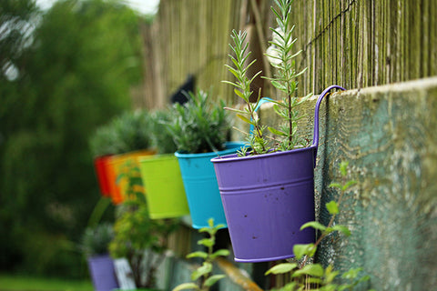 Herb plants in small pots