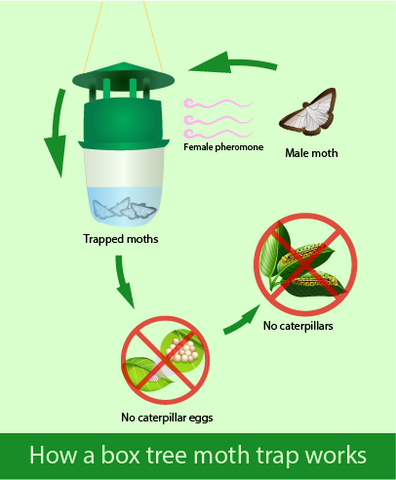 Diagram showing how a box tree moth trap works