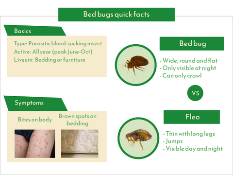 How to check for bed bugs