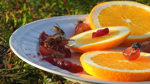 wasps feeding on fruit
