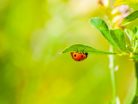 ladybird in garden