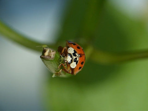 Ladybird eating aphid