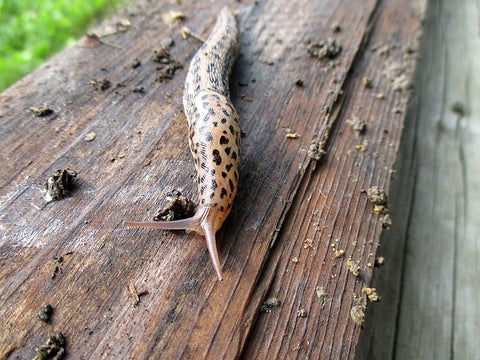 Leopard slug