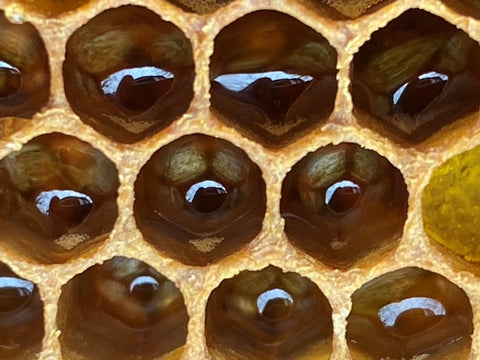 Close-up of beehive with varroa mite infestation