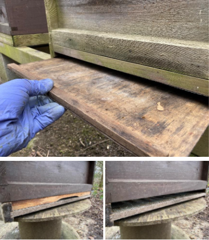 Beehive with varroa mite in tray