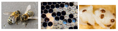 Various photos of varroa mite