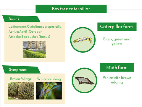 Quick facts about box tree caterpillar