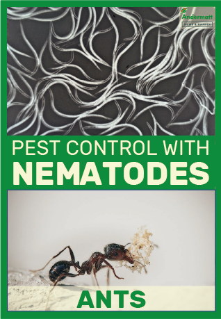 Nematodes for ants