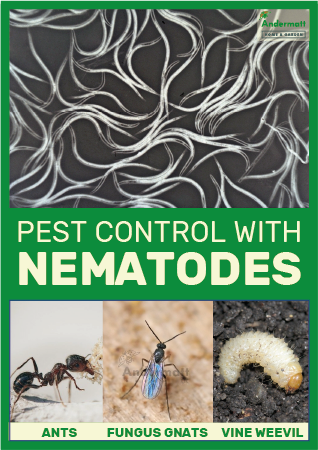 SF Nematodes – Preys On: Fungus Gnats, Root Aphids, Thrips & More