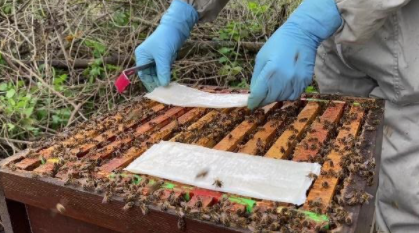 Beekeeper placing MAQs strips on a hive