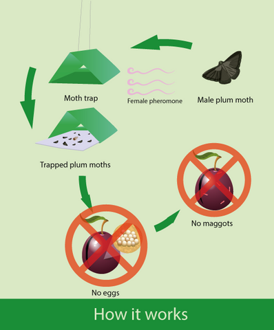 how a plum moth trap works diagram