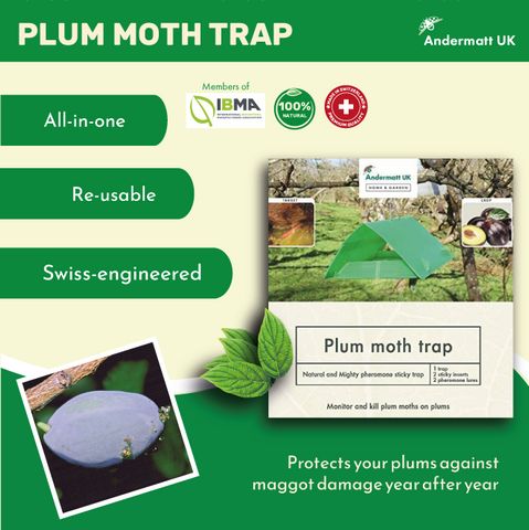 plum moth trap