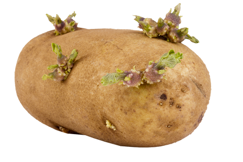 chitting potato