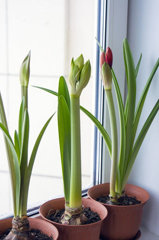 indoor plants