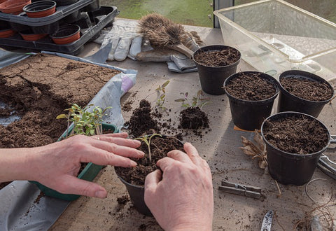 Can you freeze potting soil to kill gnats? - Quora