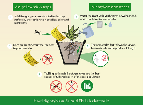 How sciarid fly nematodes work