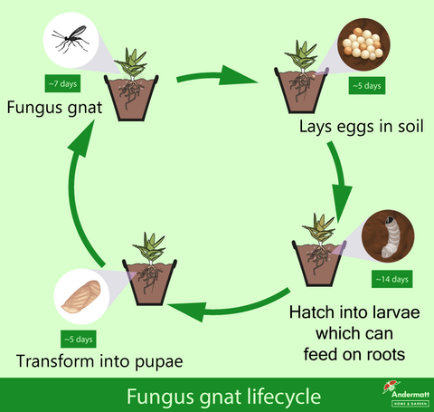 Sciarid fly lifecycle from eggs to adults