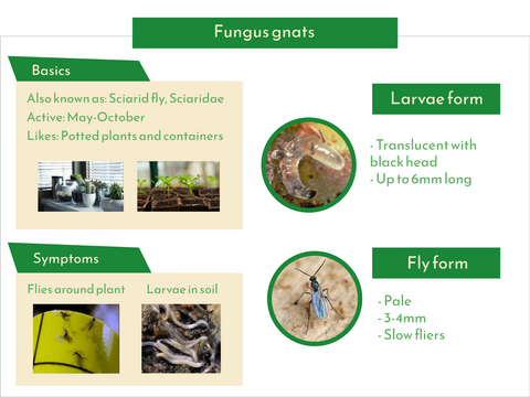 Facts and images about fungus gnat