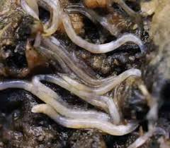 Photo of fungus gnat larvae