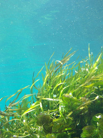 Seaweed underwater