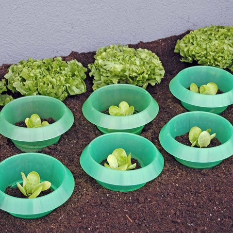 Small green slug collars around plants