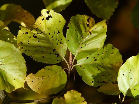 Slug leaf damage