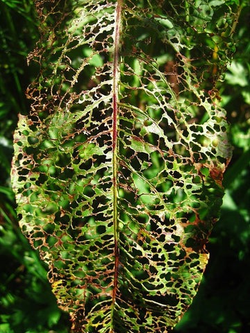 Severe slug leaf damage