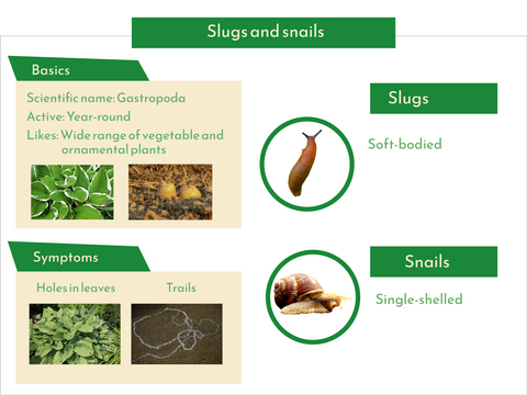 Slugs quick facts