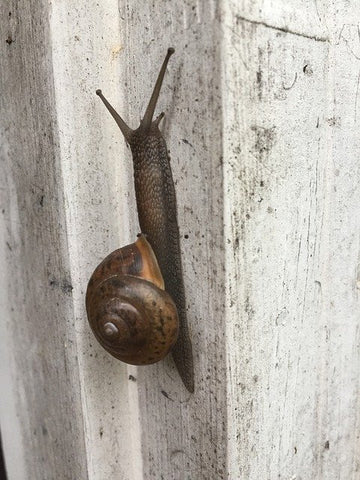 Snail climbing wall