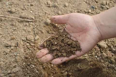 Handful of dry soil