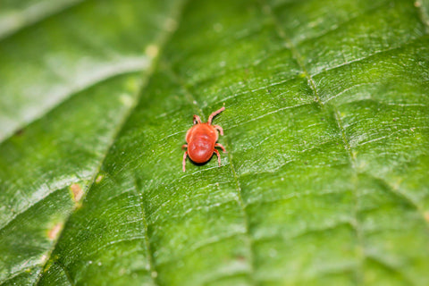 Spider mite close-up