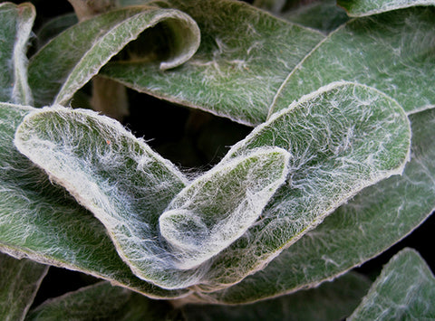 Furry Stachys byzantina leaves