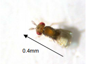 Photo of trichogramma wasp