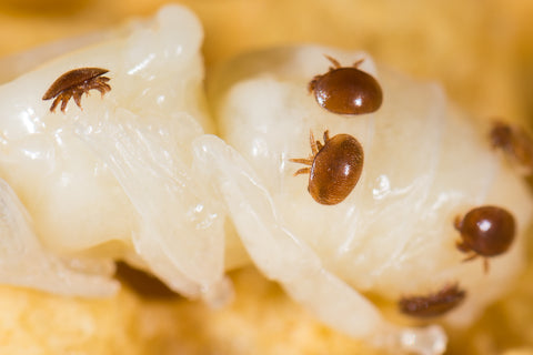 varroa mite on bee larvae brood cells