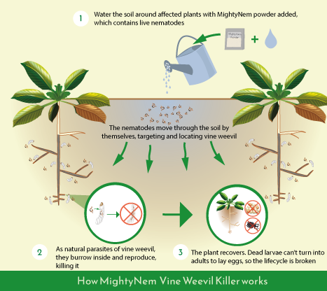 Diagram showing how vine weevil nematodes work