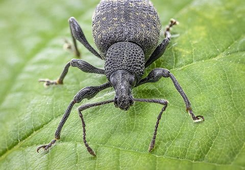 Adult vine weevil beetle close-up on leaf