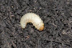 White vine weevil larvae close-up on soil